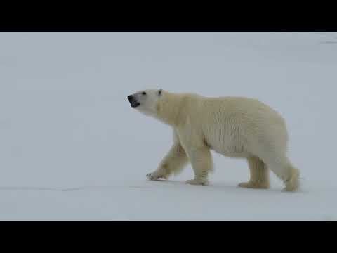 The Life of a Baby Polar Bear / Wildlife: The Big Freeze