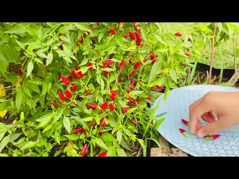 Tips to Grow Lot of Organic Chillies | Complete Guide to Harvest More Chili Peppers