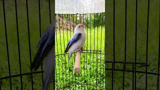 Download lagu LOVEBIRD NGETIK SAMBUNG NGEKEK PANJANG ❗️❗️❗️ pancingan lovebird agar emosi bunyi #lovebirds mp3