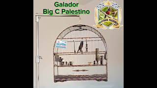 Galador BIG C PALESTINO