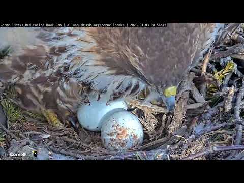 Big Red Lays Second Egg Of 2023 Cornell Hawks Nesting Season – April 3, 2023