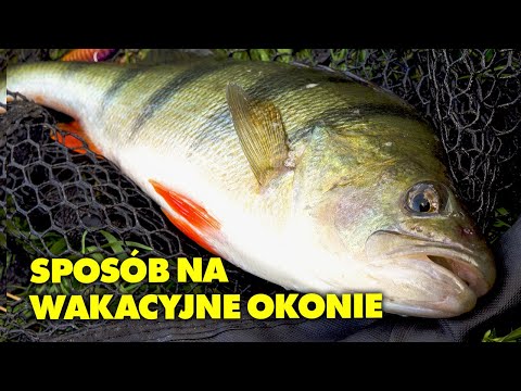 SPOSÓB na WAKACYJNE OKONIE na SPINNING