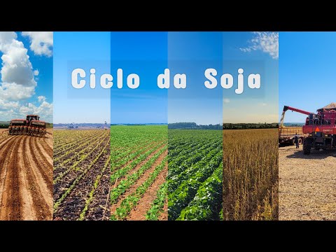 Ciclo da Soja | Do Plantio à Colheita
