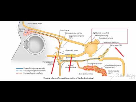 Pterygopalatine ganglion 1