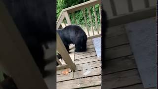 animales Ataque del oso