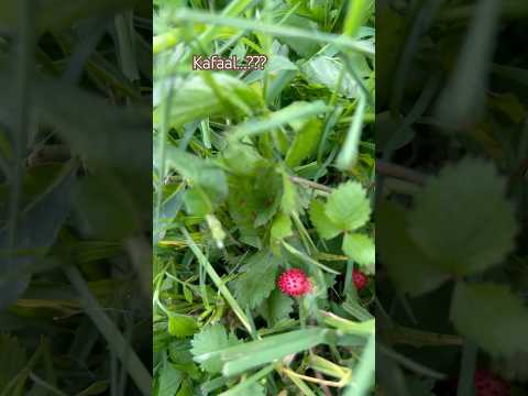 Kun faal ho yo ??🤭🤭🥰🥰#fruits#shorts#shortsfeed#shaky#eknymber#music#trending