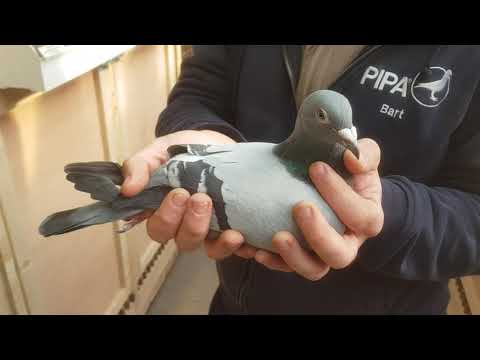 Bart Geerinckx - 1st Nat Z. Argenton