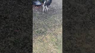 Shepherd Husky Puppies Videos