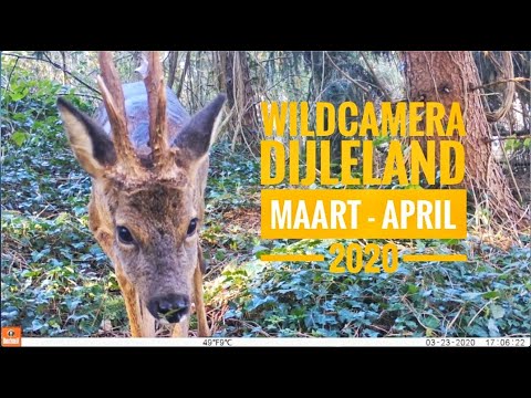Wildcamerabeelden Dijleland (Vlaams-Brabant) - maart en april 2020