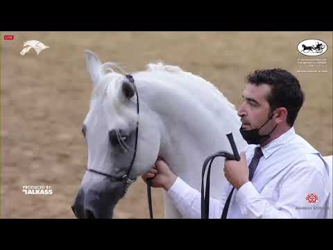 N 271 LAMMAH AL NAIF   9th Qatar National AHS for Individual Owners   Stallions 7 10 Years Old Class
