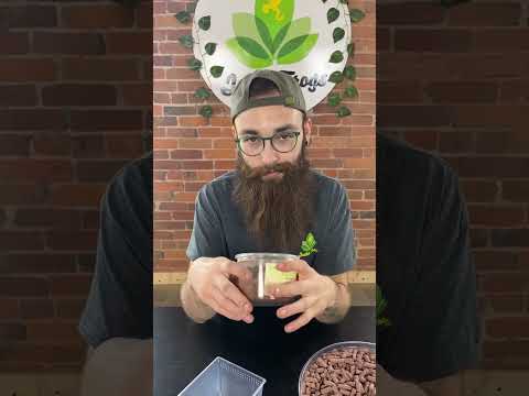 All About Clay Springtail Cultures | Josh's Frogs