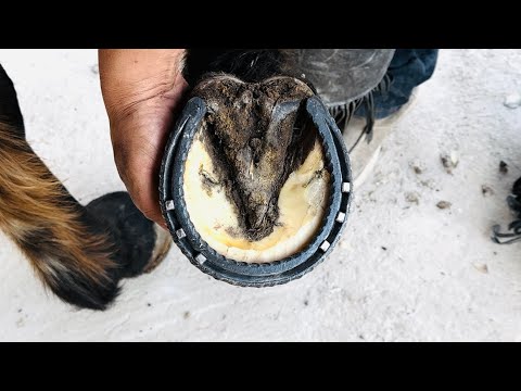 Pferdebeschlag in Mexiko mit REBAR