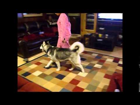 Annoying your dog with Anisha