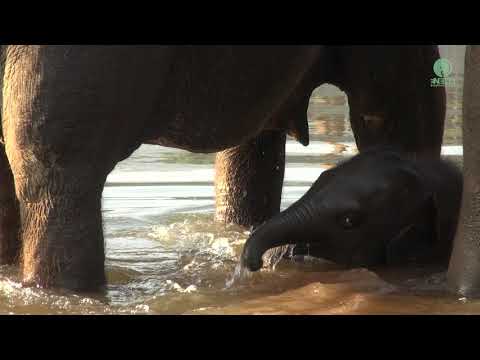 Baby Elephant Wan Mai Exciting Her First Time In The River - ElephantNews