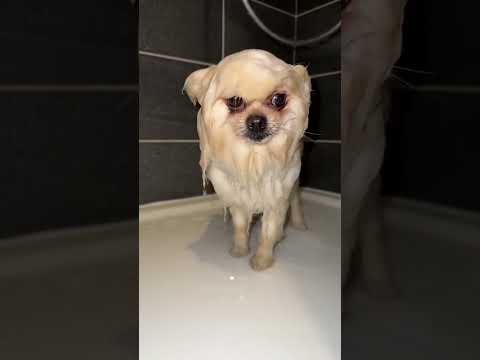 Queen my dog ​​had a little problem.. I'm washing him ❤️