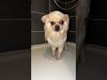 Queen My Dog ​​had A Little Problem I M Washing Him ️