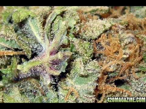 Da Wood - A.I.S.I.L. (All I Smoke Is LOUD)