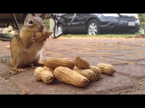 Бурундук ест арахис