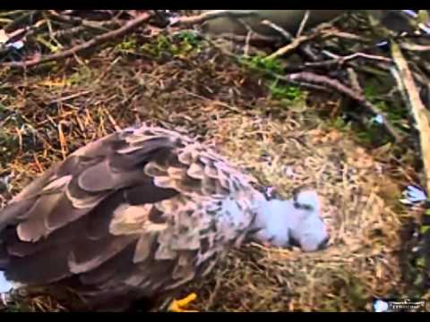 Denmark WTE 4 12 16  1022am Feeding Time    LVWOTWoF  TheRaptornary