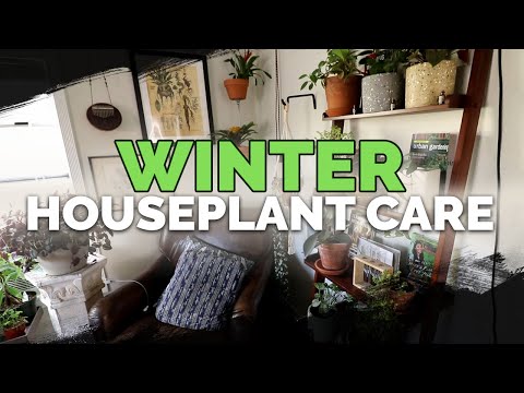 13 Winter Houseplant Care Tips 🌱❄️