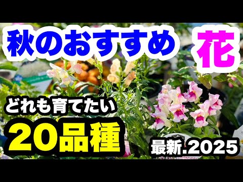 耐寒性の芳香植物：秋に植えたい代表的な植物  庭園