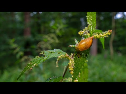 Zombie Schnecken im UNESCO Biosphärenreservat Spreewald: Leucochloridium paradoxum .