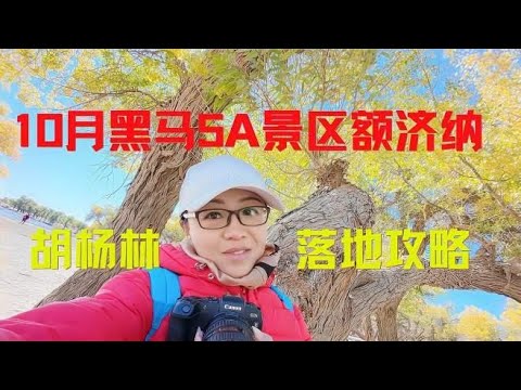 十月醉美黑马，5A景区，额济纳胡杨林，详细落地攻略