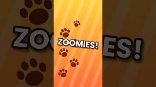 Download lagu 🤣😆funny dog playtime edited🤣😆 mp3