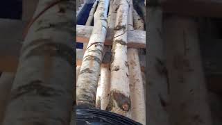 Heat Treatment for Termites and Powder Post Beetles PART 3