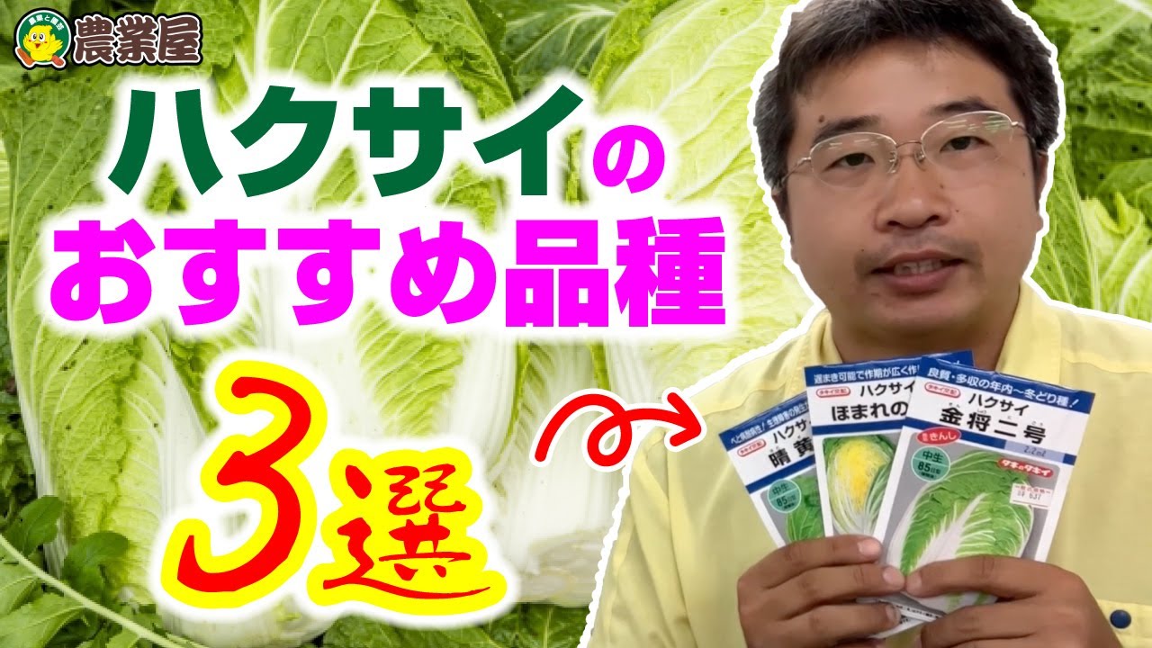 秋に種まきできるハクサイのおすすめ品種3選｜品種の選び方も解説 #ハクサイ #種まき #秋野菜 #家庭菜園 #農業屋