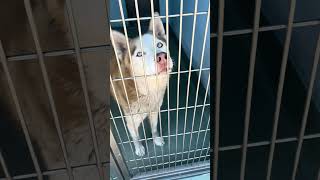 Video preview image #1 Siberian Husky Puppy For Sale in Pasadena, CA, USA
