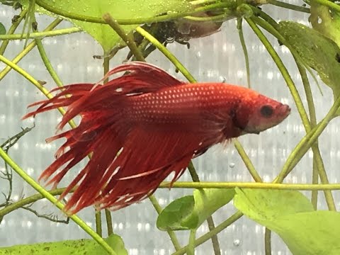 Keeping Betta Fish Q and A