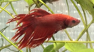 Keeping Betta Fish Q and A
