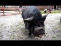 Pot Belly Bellied Pig At Old McFayes Farm In Castle Hayne NC Farm Animals Video