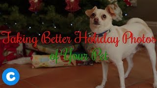 4 Tips for Taking Better Holiday Photos Of Your Pets | Chewy