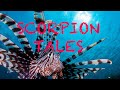 Scorpion Tales Liquid Motion Underwater Videos Cinematography Films