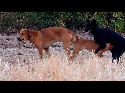 Dog meeting at countryside, countryside sweet dogs, red and red and b.