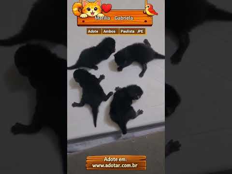 Vídeo de Marília Gabriela