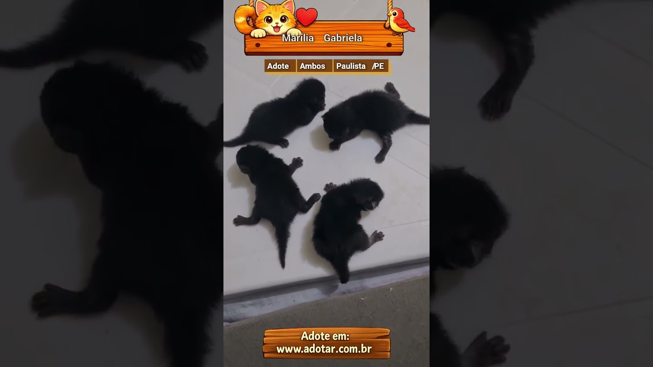 Gato raça SRD-ViraLata idade Abaixo de 2 meses nome Marília Gabriela