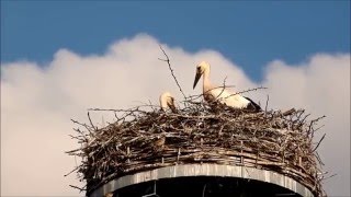 preview picture of video 'White Storks of Büttelborn'