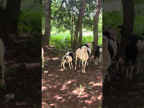 Coisas daqui do Piauí jatobá do Piauí