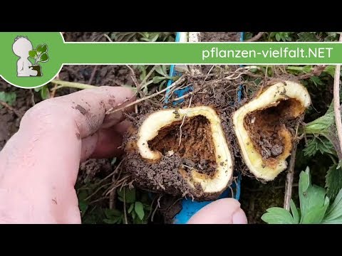 Hohler Lerchensporn - Wurzelknolle (Wurzel) - 01.04.18 (Corydalis cava) - Pflanzen-Bestimmung