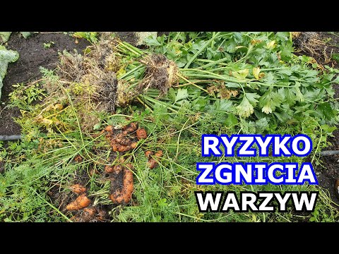 RYZYKO ZGNICIA! Zbieram Seler korzeniowy, Marchew, Pasternak, Pietruszkę korzeniową