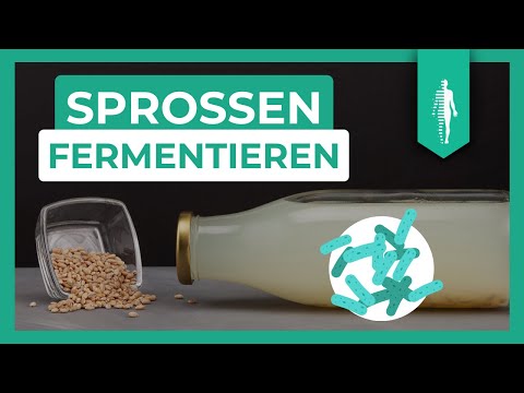 Rejuvelac & Co.: Fermentierte Sprossen für mehr Gesundheit | Probiotika