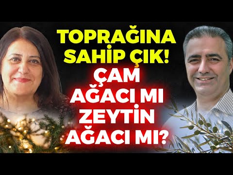 TOPRAĞINA SAHİP ÇIK! ÇAM AĞACI MI ZEYTİN AĞACI MI?