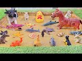 Ocean Depths Forest Giants A Thrilling Exploration Of Aquatic Farm Animals