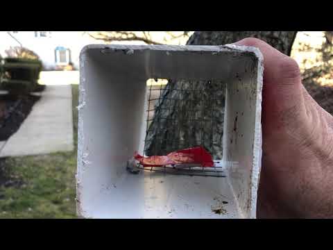 Birds Nesting in Bathroom Exhaust Vent in Hamilton Township, NJ