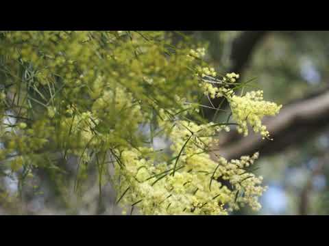 Bees in the Acacia Fimbriata