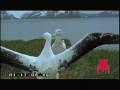 Albatrosse Mating Ritual