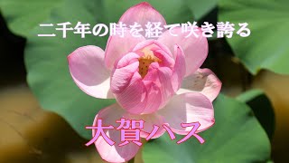 山野草・夏特別編　極楽寺の大賀ハス（古代蓮）